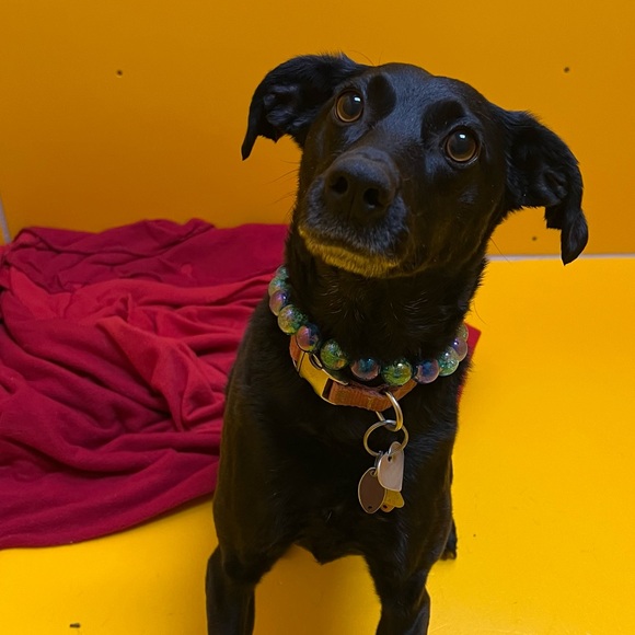 Other - Designer Dog Necklaces